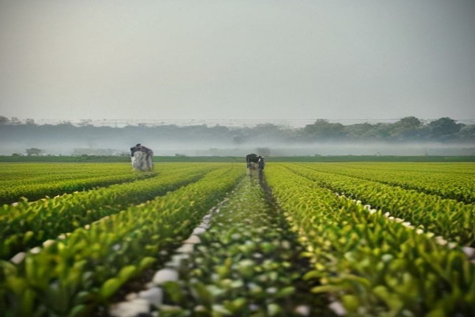 Serre vietnamienne équipée de capteurs et irrigation intelligente israélienne